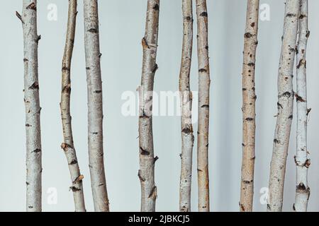 texture arrière-plan des troncs de différents aulnes et tremble sur fond blanc Banque D'Images