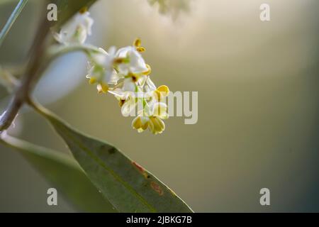 Les fleurs de l'olivier sont petites et sont regroupées en grappes, elles ont une couleur blanchâtre et un centre jaune Banque D'Images