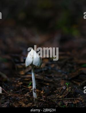 Petits champignons en forêt. Format vertical. Banque D'Images