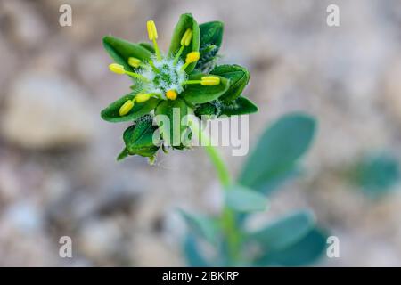 Endémisme Rudilla verde baza - Haplophyllum bastetanum Banque D'Images