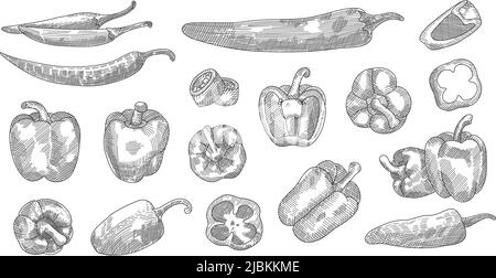 Ensemble de croquis au poivre dessiné à la main. Illustration de l'esquisse de différents poivrons. Illustration détaillée du poivre en style gravé. Élément de conception dessiné à la main. Illustration de Vecteur