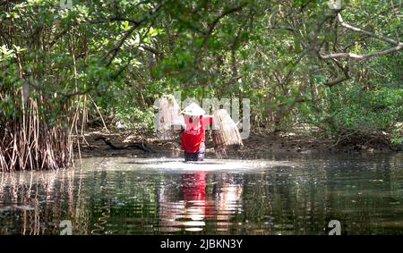 Ville de Huong Tra, Thua Thien - province de Hue, Vietnam - 29 avril 2022 : un homme utilise des pièges de pêche en bambou pour pêcher dans le lac. Homme asiatique avec Li rural Banque D'Images