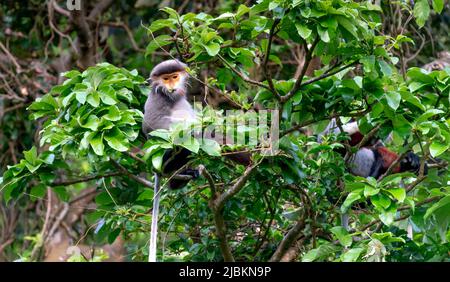 Red-shanked Douc Langur- sur la péninsule de son tra à Da nang, Vietnam Banque D'Images