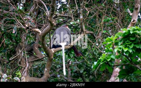 Red-shanked Douc Langur- sur la péninsule de son tra à Da nang, Vietnam Banque D'Images