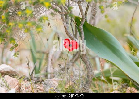 Fleur rouge d'anémone en Turquie, Datcha. Primevre méditerranéenne. Le coronaria de l'anémone aussi connu sous le nom d'anémone de pavot, dag alesi en turc. Banque D'Images