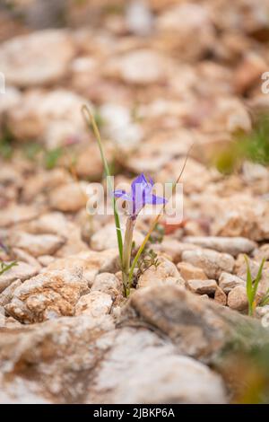 Moraea sisyrinchium ou Gynandriris sisyrinchium, également connu sous le nom de noix barbares. Petites iris. Facilement trouvé en Turquie, région méditerranéenne. Verticale Banque D'Images