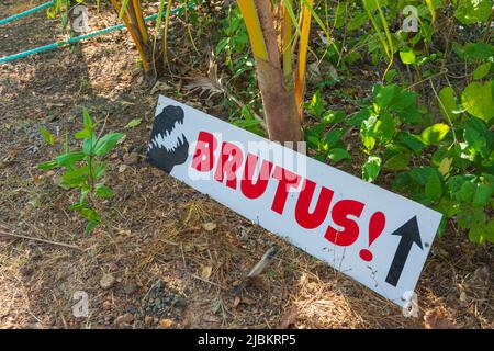 Panneau indiquant Brutus, un célèbre gros crocodile d'eau salée ou un crocodile estuarien (Crocodylus porosus) dans la rivière Adelaide, territoire du Nord, territoire du Nord, territoire du Nord, Banque D'Images