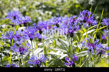 Cornflower vivace, Centaurea montana, dans le cimetière, pays de Galles, Royaume-Uni Banque D'Images