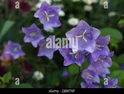 Vue rapprochée de la Campanula pourpre moyenne également connue sous le nom de Canterbury Bells fleurs. Banque D'Images