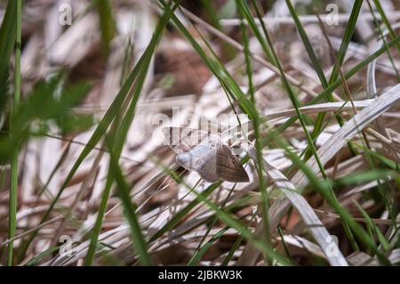 Une image HDR d'été ensoleillée d'un papillon brun de la ligne d'argent, Petrophora chlorosata, au repos, réserve naturelle d'Allt Mhuic, Lochaber, Écosse. 28 mai 2022 Banque D'Images