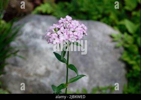 Dianthus barbatus blanc rose fleur de fleur de Sweet William dans un cimetière Banque D'Images