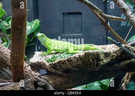 Une Iguana bandée de Fidji dans son enceinte au zoo de Londres Banque D'Images