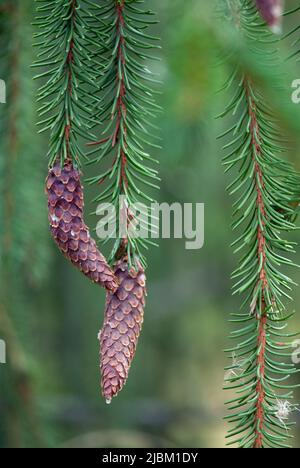 Branche de l'épinette de Norvège (Picea abies F. pendula) avec des cônes. Banque D'Images