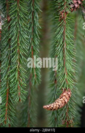 Branche de l'épinette de Norvège (Picea abies F. pendula) avec cône. Banque D'Images