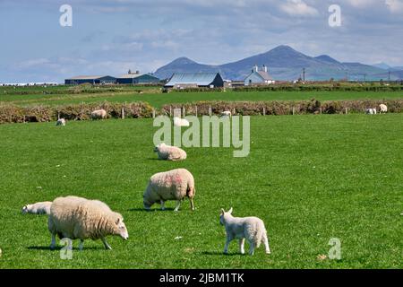 Moutons et agneaux sur une ferme longeant le Wales Coast Path sur la péninsule de Llyn Banque D'Images