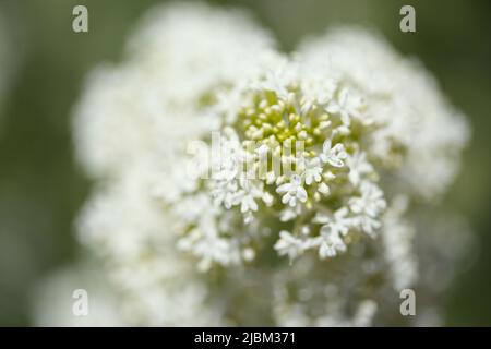Flore de Gran Canaria - ruber Centranthus, valériane rouge, envahissante dans les Canaries naturel macro-floral fond Banque D'Images