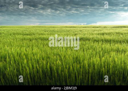 Champ d'orge vert et ciel gris nuageux, vue sur la campagne Banque D'Images