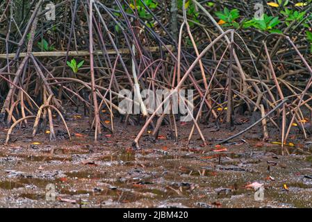 Système de racines de mangrove appelé racine de contrefort dans la forêt de mangrove de la baie de Khung Kraben à Chanthaburi, en Thaïlande. Racine de contrefort - comme Pneumatic Banque D'Images