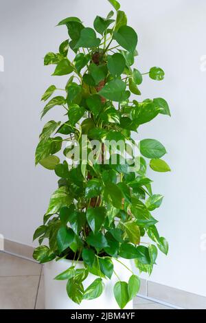 Magnifique plante d'argent intérieure luxuriante (Epipremnum aureum) dans un pot de plante blanche et un fond de mur blanc. Concept de jardinage d'intérieur. Banque D'Images