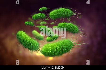 Escherichia coli, colonie de bactéries 3D illustration. Micro-organismes en milieu aquatique sous microscope. Probiotiques. Bactéries intestinales Banque D'Images