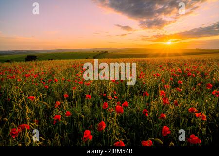 Ditchling, East Sussex, Angleterre. 07 juin 2022. Les champs de coquelicots se repressent sur les collines vallonnées des South Downs près de Ditchling capturé au crépuscule, dans le sud-est de l'Angleterre©Sarah Mott / Alamy Live News, Banque D'Images