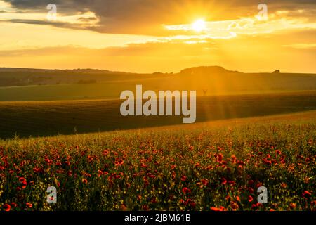 Ditchling, East Sussex, Angleterre. 07 juin 2022. Les champs de coquelicots se repressent sur les collines vallonnées des South Downs près de Ditchling capturé au crépuscule, dans le sud-est de l'Angleterre©Sarah Mott / Alamy Live News, Banque D'Images