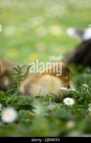 Jeune Gosling en fleurs Banque D'Images