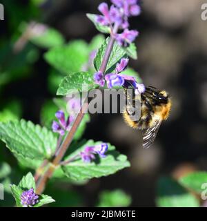 Bumble Bee sur la menthe Banque D'Images