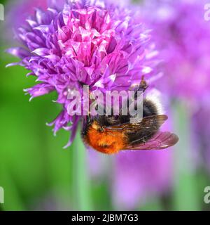 Bumble Bee sur ciboulette Banque D'Images