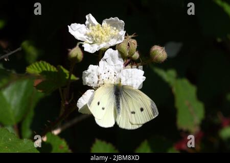 Petit chou blanc papillon se nourrissant sur des fleurs de mûre Mumbles Hill, pays de Galles Banque D'Images