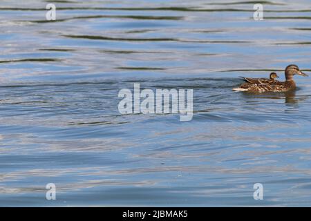 Hanovre, Basse-Saxe, Allemagne. 6th juin 2022. Canards sur le lac Maschsee à Hanovre, en Allemagne. (Credit image: © Tubal Sapkota/Pacific Press via ZUMA Press Wire) Banque D'Images