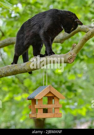 Sieversdorf, Allemagne. 07th juin 2022. Un chat mâle noir est vu chasser des oiseaux dans un jardin sur un arbre avec une maison d'oiseaux. Les chats domestiques sont devenus une menace pour de nombreuses espèces d'oiseaux. Credit: Patrick Pleul/dpa/Alay Live News Banque D'Images