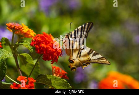 Sud rare Swallowtail, Iphiclides feisthamelii papillon, se nourrissant sur Lantana Camara, Andalousie, Espagne. Banque D'Images