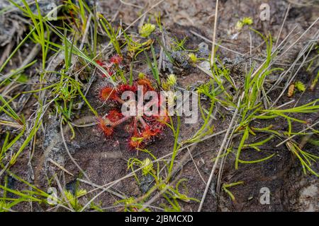 Drosera rotundifolia, round-leaved sundew Drosera commun[, plante insectivore,, Limbourg, Pays-Bas. Banque D'Images