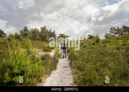 Homme marchant Heath Moor Brunssummerheide, réserve naturelle, Limbourg, pays-Bas. Banque D'Images