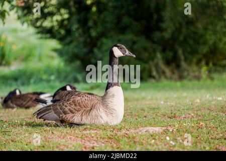 Bernache du Canada (Branta canadensis) sur pelouse dans un parc, Limbourg, pays-Bas. Banque D'Images