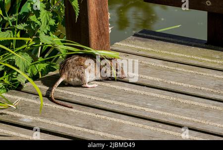 Rat brun (Rattus norvegicus) à la recherche de nourriture près d'un lac, pays-Bas Banque D'Images