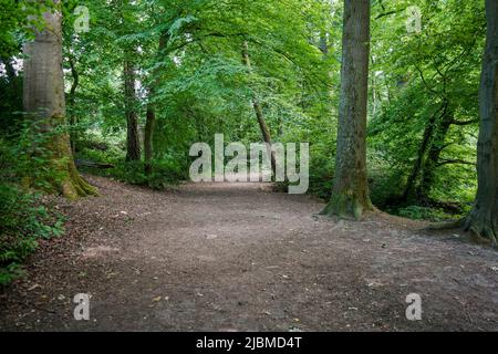 Forêt de hêtre européen (Fagus sylvatica) dans le sud des pays-Bas, Kerkrade, Limbourg. Banque D'Images