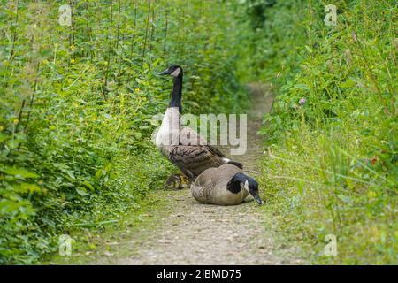 Bernache du Canada (Branta canadensis) avec des poussins bloquant un sentier dans la réserve naturelle, Limbourg, pays-Bas. Banque D'Images