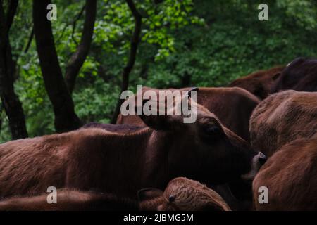 Vaches brunes broutant en forêt, gros plan d'une vache brune Banque D'Images