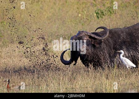 Cape Buffalo rouler dans la boue sur la rivière Chobe Botswana Banque D'Images