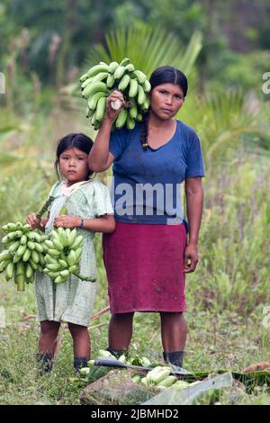 Panama, Bocas del Toro Highlands.Ngobe Bugle indian a récolté des bananes. Banque D'Images