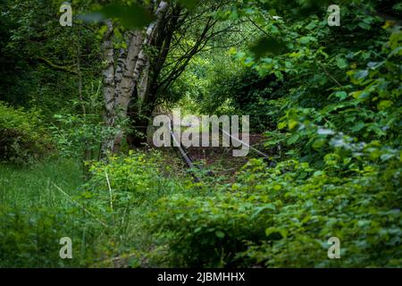 Vieux chemin de fer en décomposition en Allemagne, surcultivé par une forêt verte luxuriante avec des bouleaux et des arbustes Banque D'Images