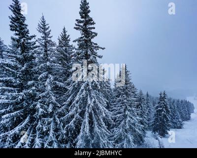 La neige couvrait la forêt des fermes après une tempête de neige intense dans les montagnes Banque D'Images