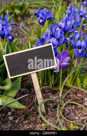 Modèle de maquette vide étiquette Blackboard contre les crocus de printemps colorés et lumineux gros plan. Fleurs bleues Iris versicolor magnifiquement fleurir dans le gard Banque D'Images