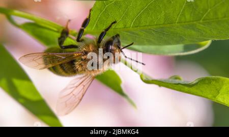 abeille assise sur une feuille d'acacia gros plan seletive focus Banque D'Images