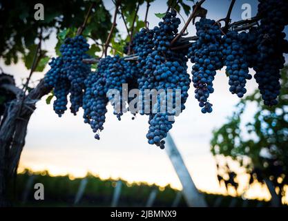 Vignes de raisin avec raisins noirs mûrs à Niagara, Canada Banque D'Images