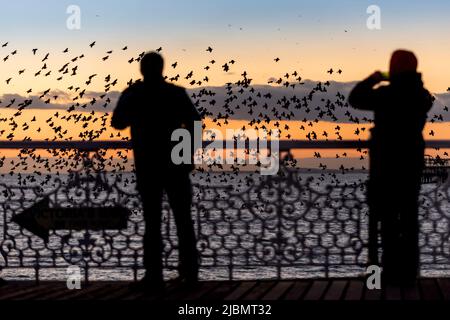 Brighton, 28 janvier 2019 : la murmure nocturne de milliers d'étoiles sur leur chemin vers la promenade sous le quai du Palais de Brighton Banque D'Images