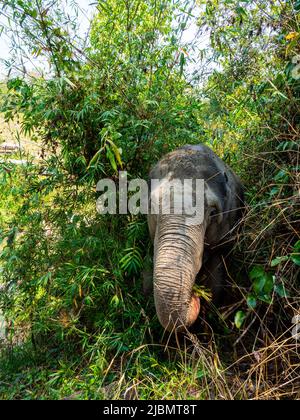 Elephant Camp, Chiang Mai, Thaïlande 2022 Banque D'Images