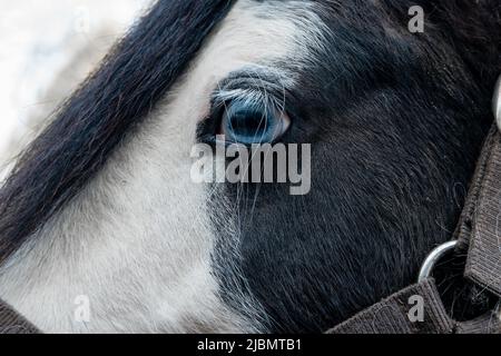 Profil rapproché de la face et du front du cheval de l'épi de gitan piébald montrant un œil de mur bleu Banque D'Images